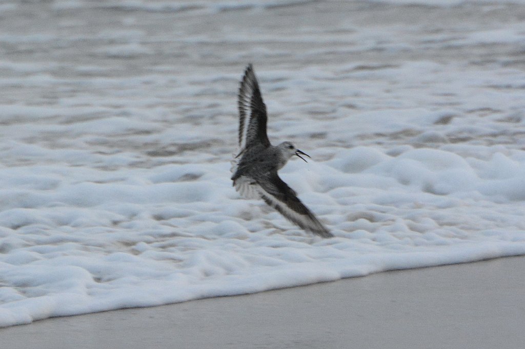 Sandpiper, Sanderling, 2013-10288034 Chincoteague NWR, VA.JPG - Sanderling. Chiincoteague National Wildlife Refuge, VA, 10-28-2013